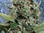 Rostlina zvaná marihuana