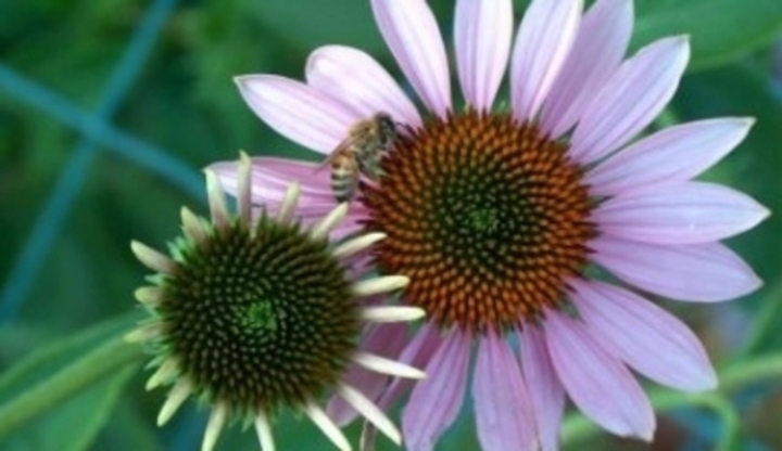 Rostlina zvaná echinacea