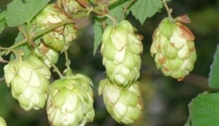 Chmelové šišky 