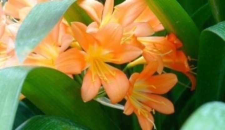 Pokojová květina clivia miniata