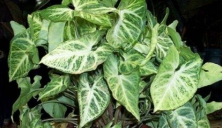 Pokojová rostlina syngonium