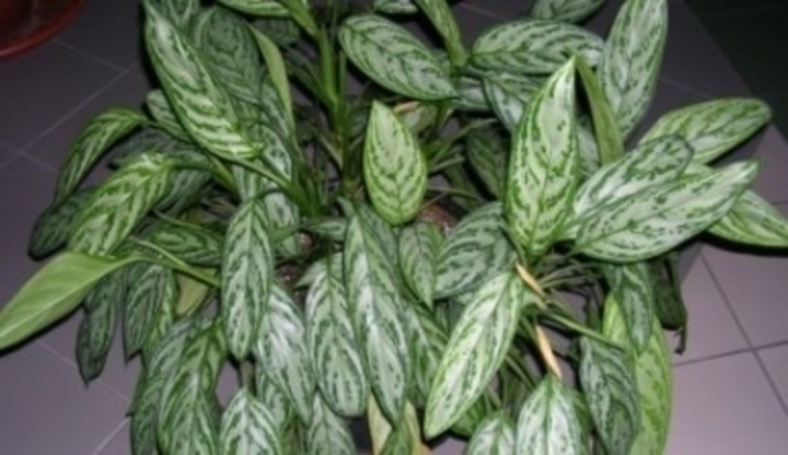 Rostlina zvaná aglaonema
