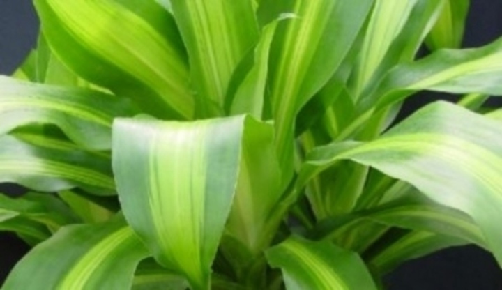 Rostlina zvaná dracaena