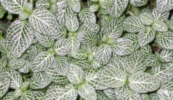 Rostlina zvaná fittonia 