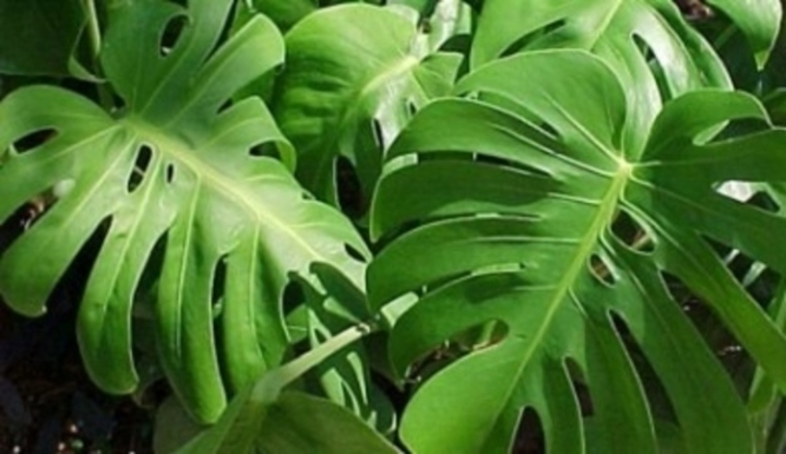 Zelená rostlina zvaná monstera