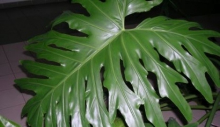 Oblíbená pokojová květina philodendron 