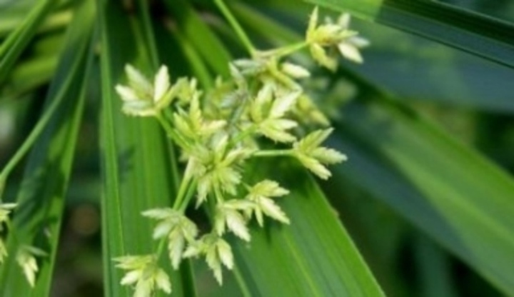 Bahenní rostlina zvaná cyperus