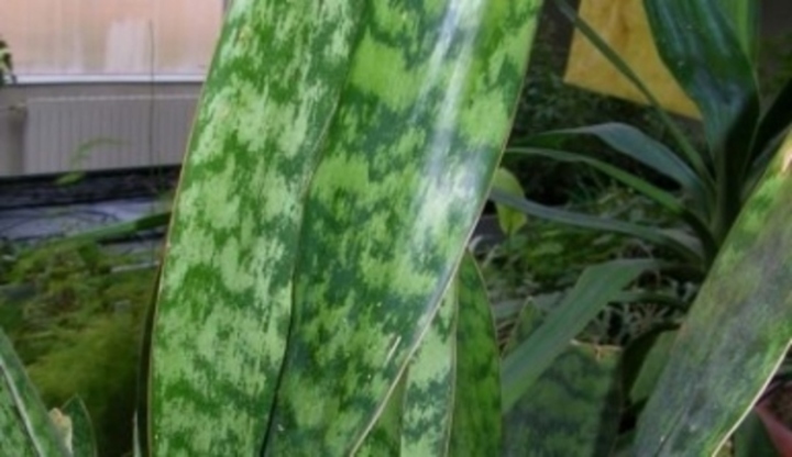 Sanseviera