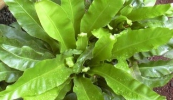 Asplenium