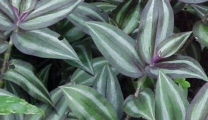Listy pokojové květiny tradescantie