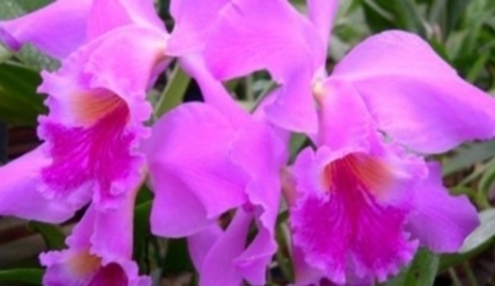 Fialové květy květiny zvaná cattleya