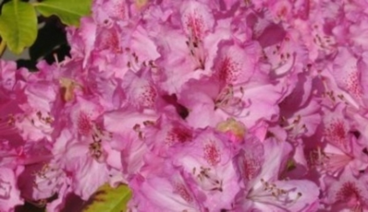 Keř zvaný Rododendron
