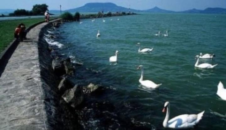 Labutě na Balatonu  