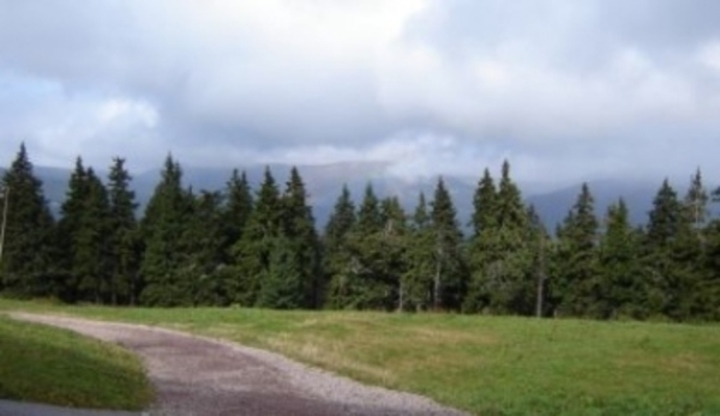Cestička u lesa 