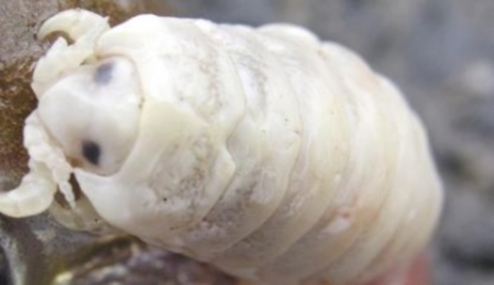 Parazit cymothoa exigua