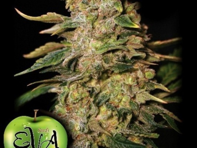 Rostlina zvaná marihuana 