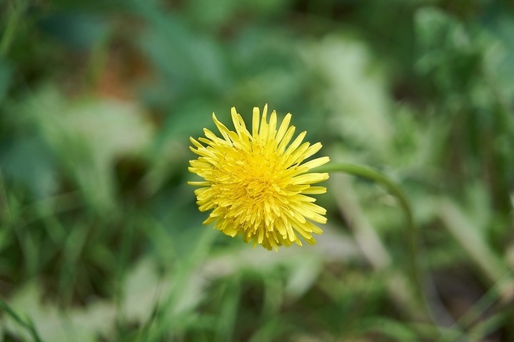 pampeliška